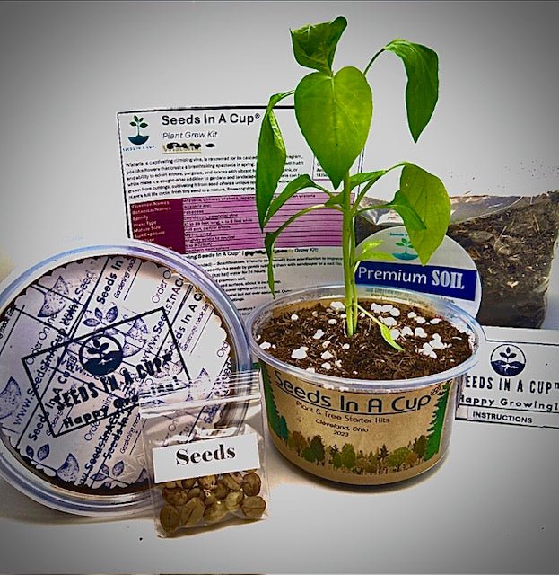 Squash | Plant Seed Starter Grow Kit | Seeds In A Cup®