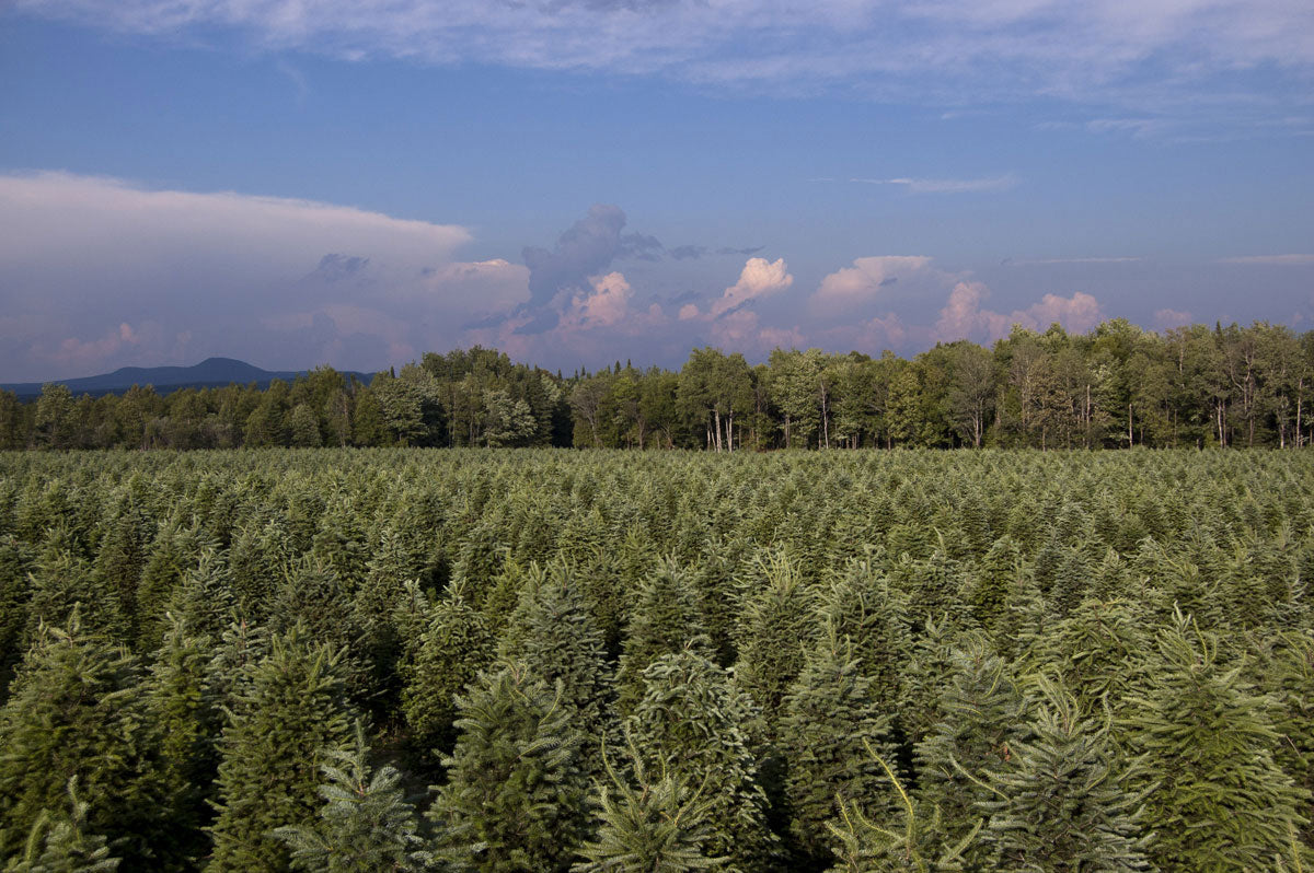 Real Christmas Trees Delivered 5 Foot Premium Balsam Fir Christmas Tree