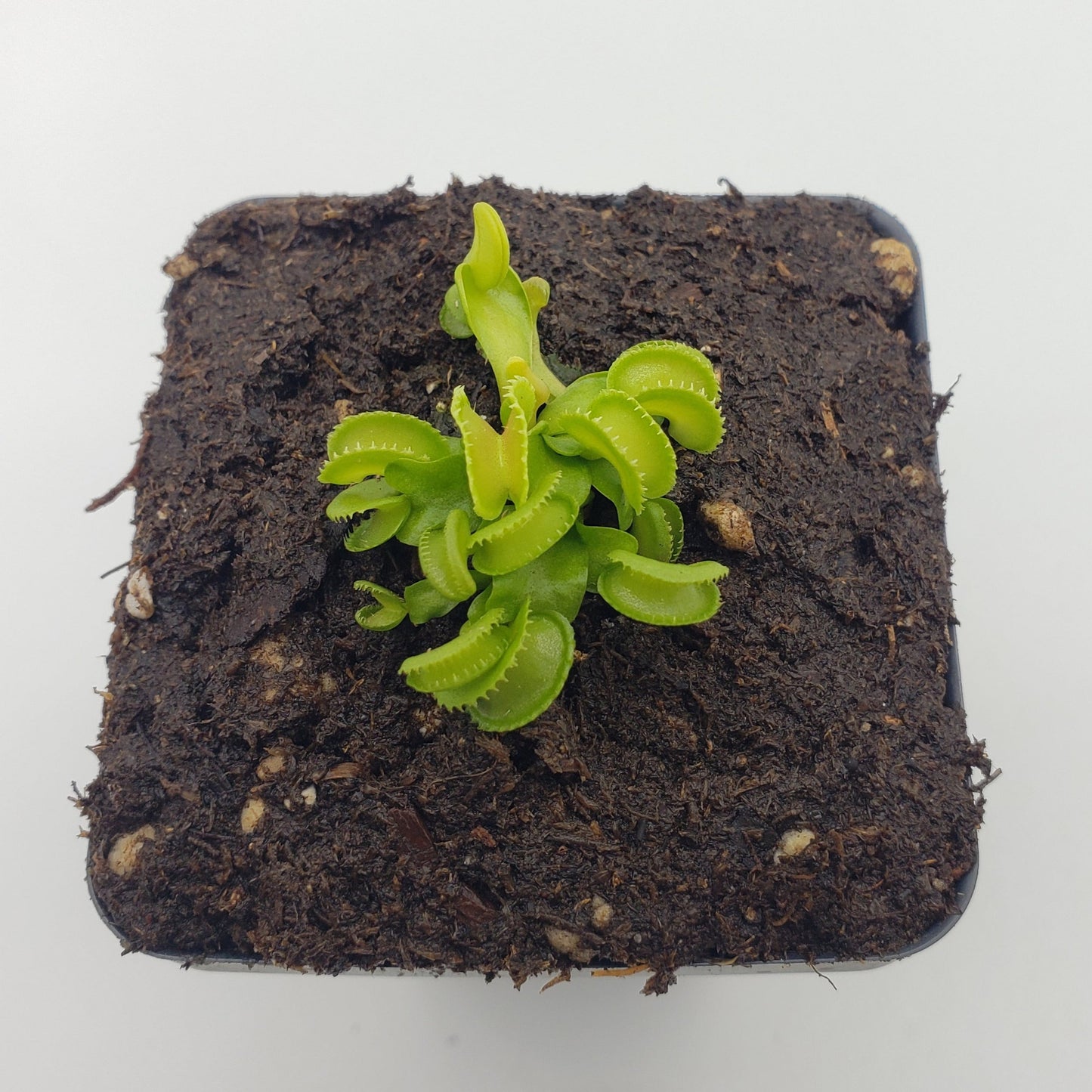 Venus flytrap (Dionaea muscipula) "GJ Giant Cudo"