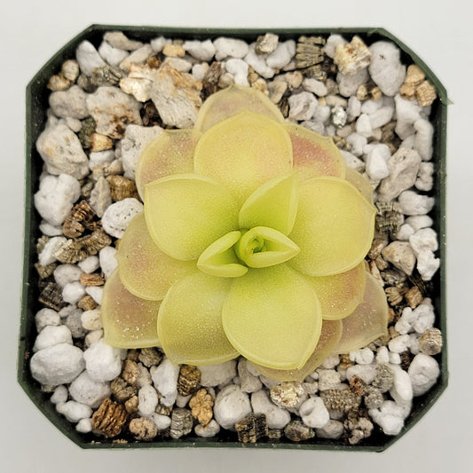 Pinguicula moranensis var. caudata x spec. Guatemala