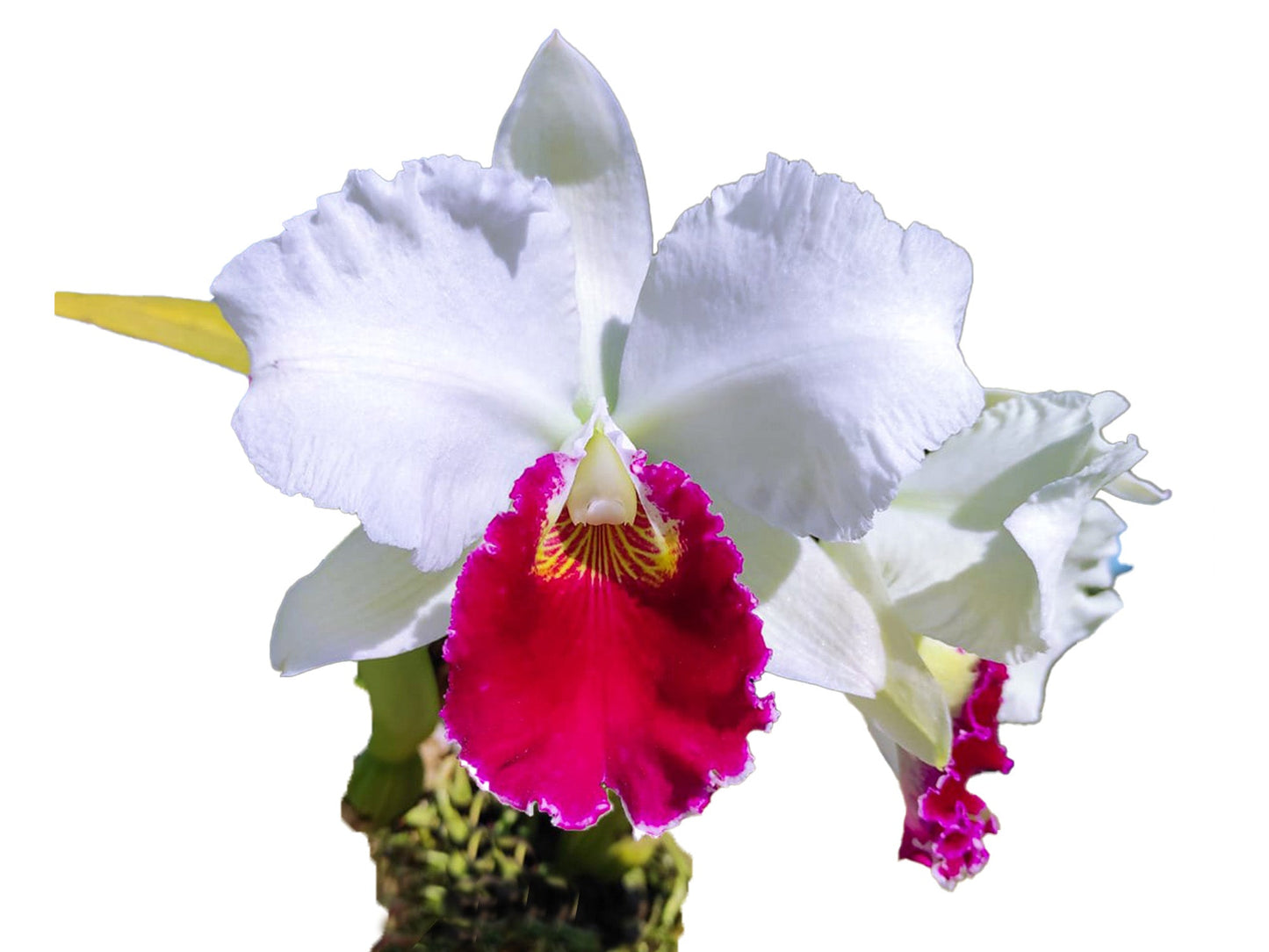 Cattleya Monarca