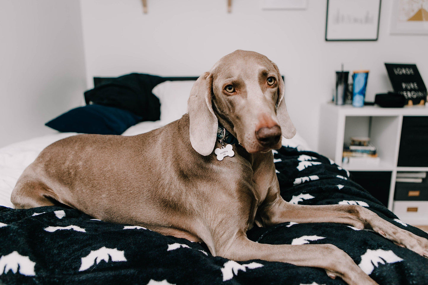GET YOUR FREAK ON Bone-Shaped Pet Tag