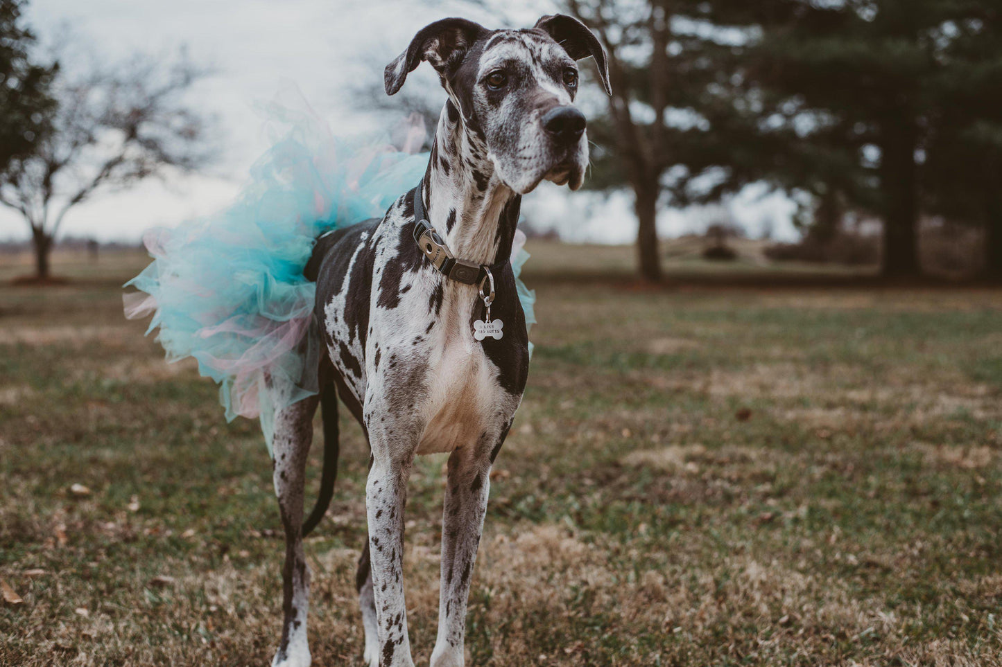 GET YOUR FREAK ON Bone-Shaped Pet Tag