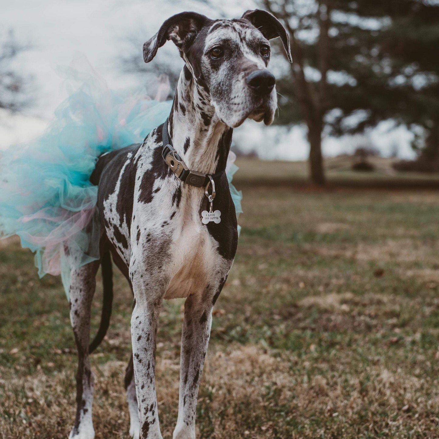 MOVE BITCH GET OUT THE WAY Bone-Shaped Pet Tag