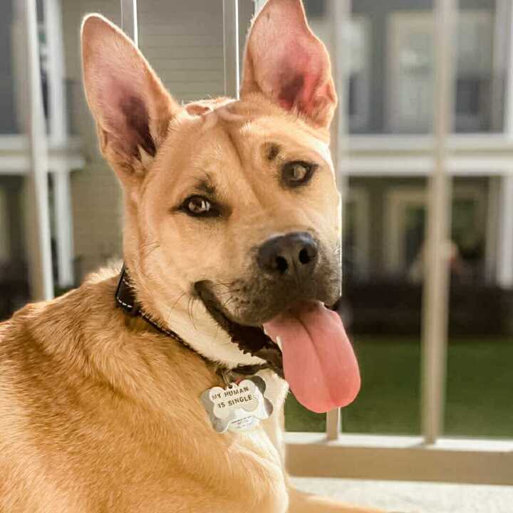 MY HUMAN IS SINGLE Bone-Shaped Pet Tag