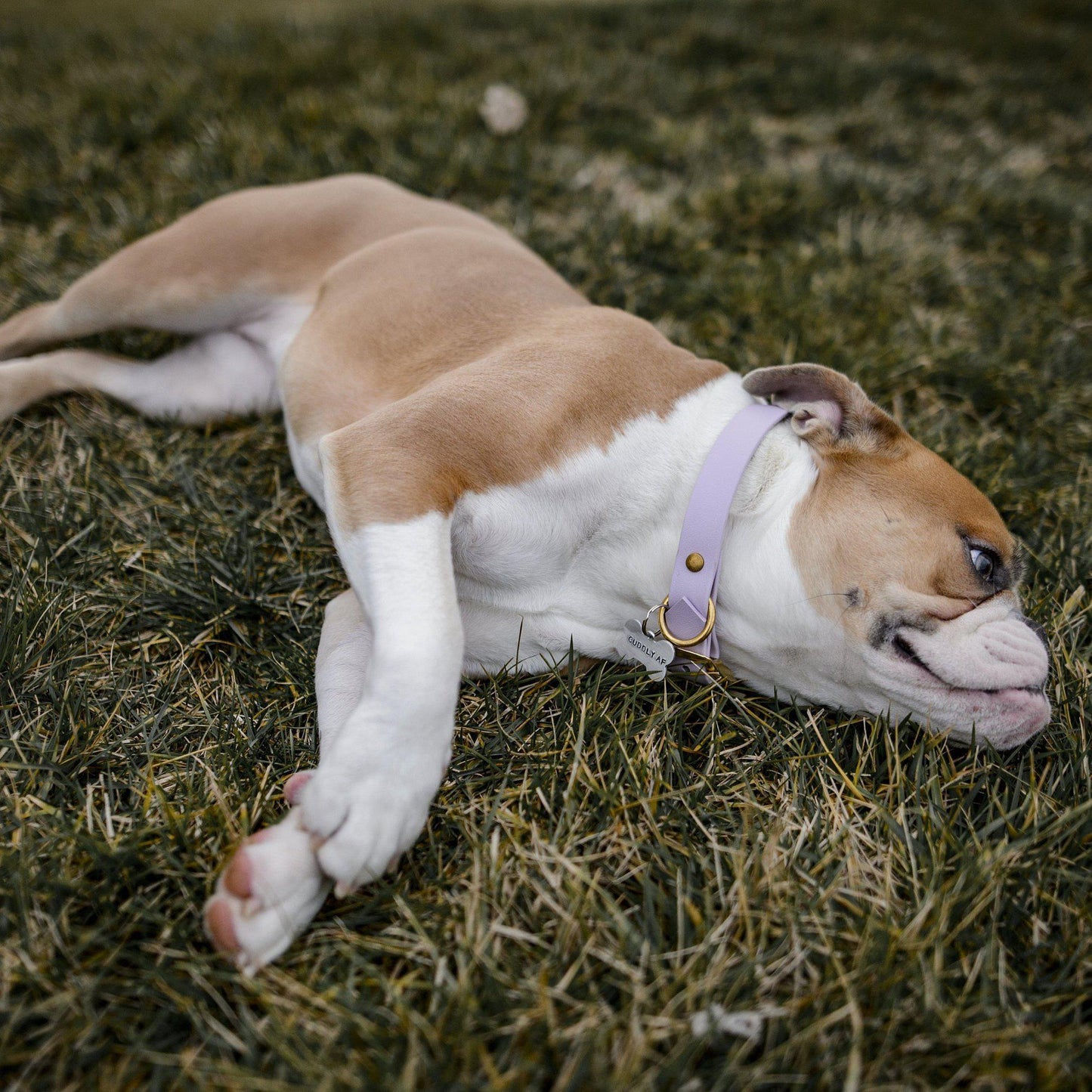 PAIN IN THE ASS Bone-Shaped Pet Tag