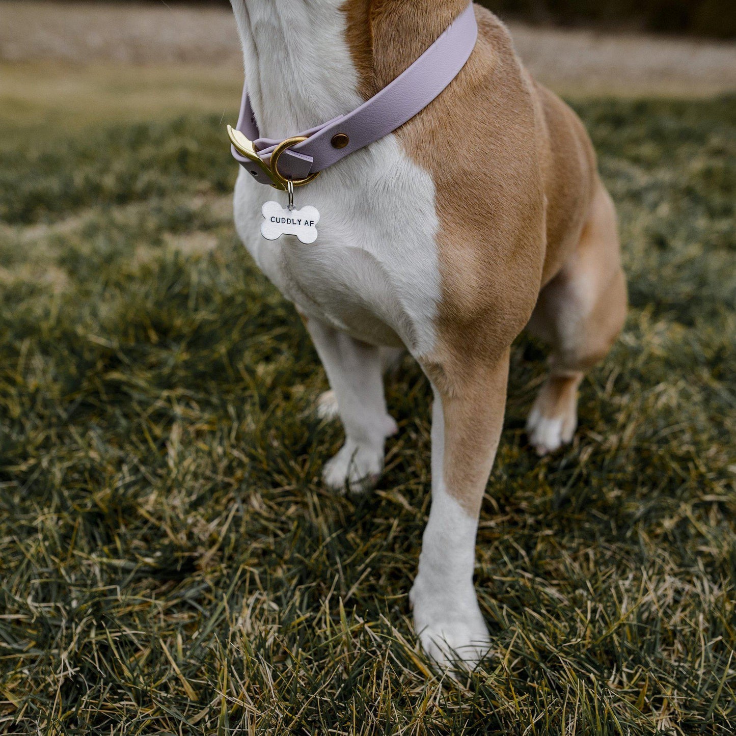 PAIN IN THE ASS Bone-Shaped Pet Tag