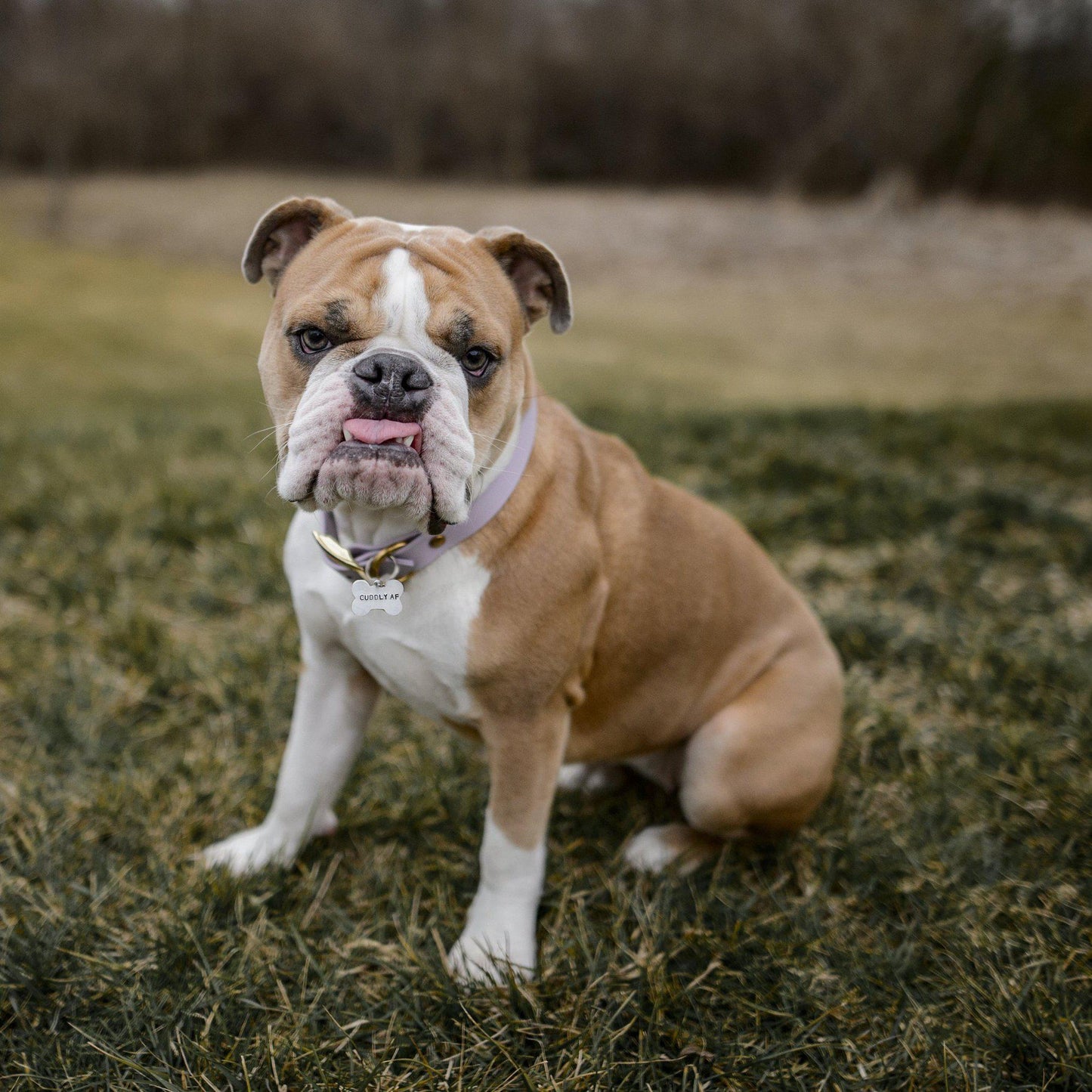 PAIN IN THE ASS Bone-Shaped Pet Tag