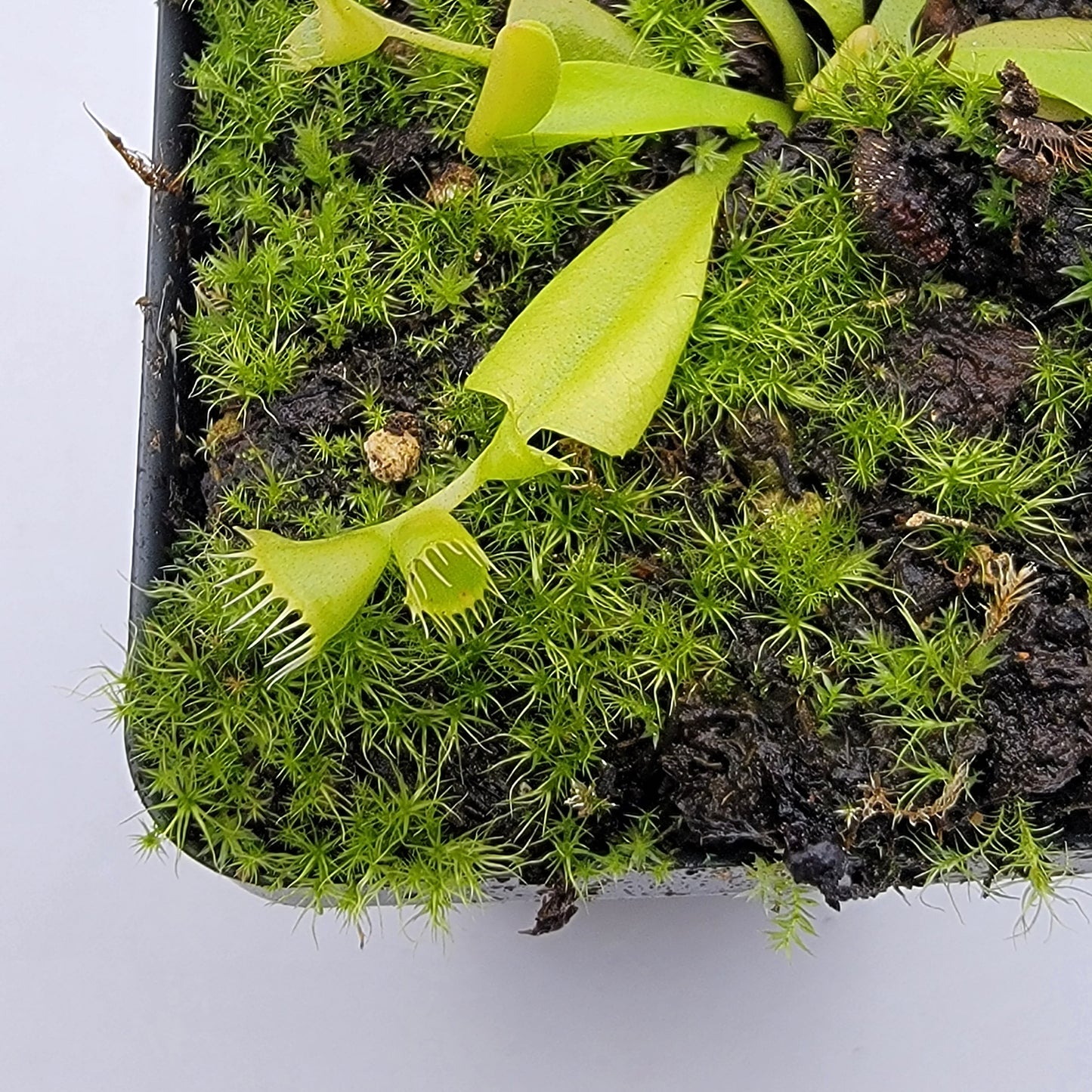 Venus flytrap (Dionaea muscipula) 'Double Trouble'