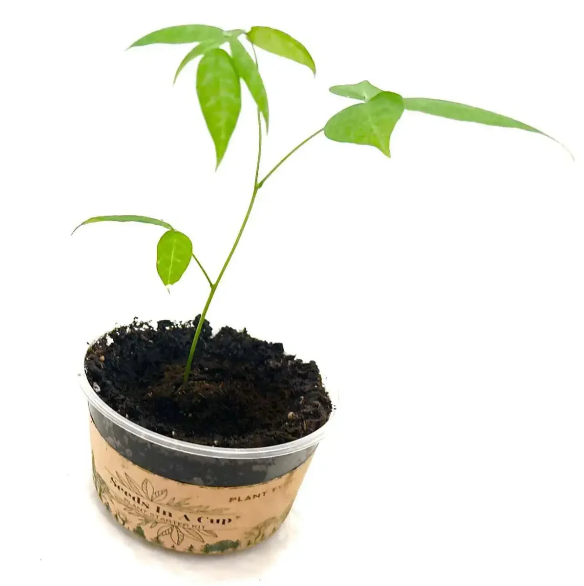 American Wisteria | Plant Seed Starter Grow Kit | Seeds In A Cup®