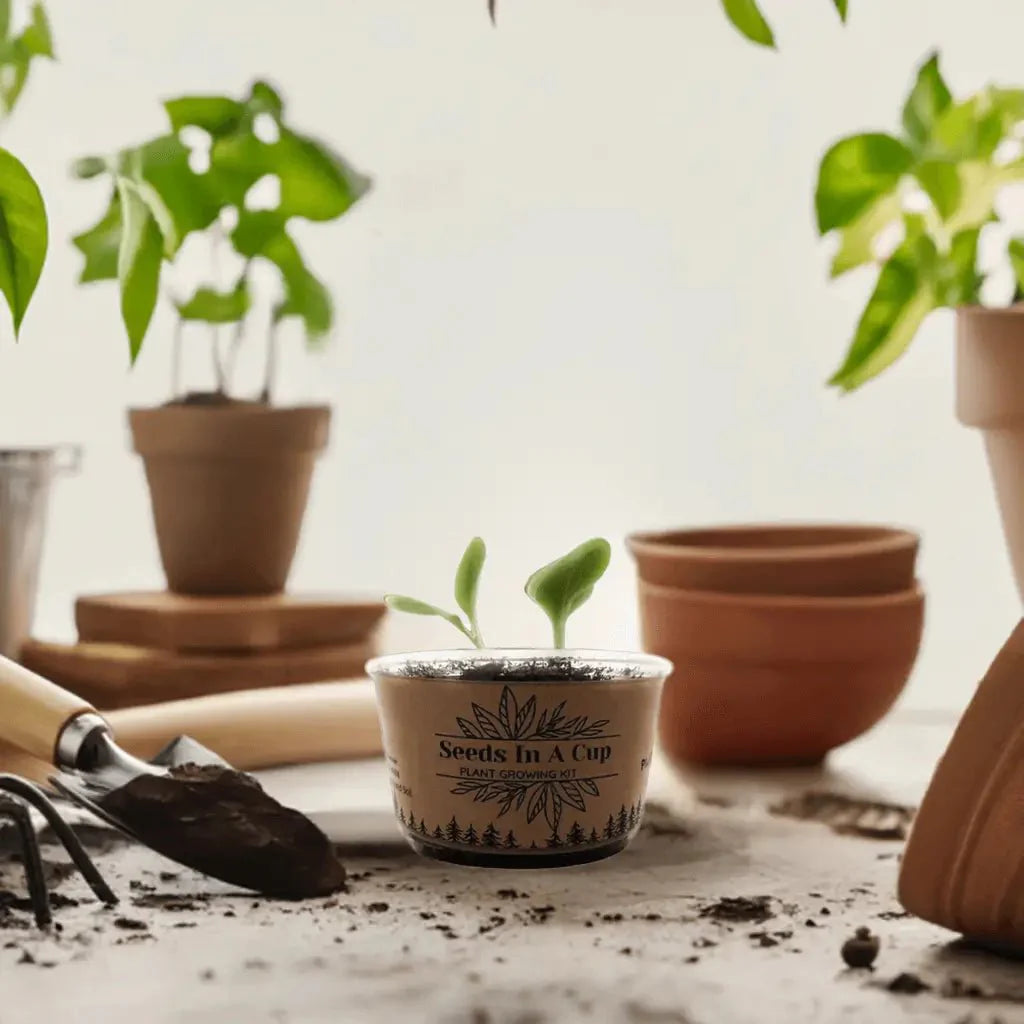 American Wisteria | Plant Seed Starter Grow Kit | Seeds In A Cup®