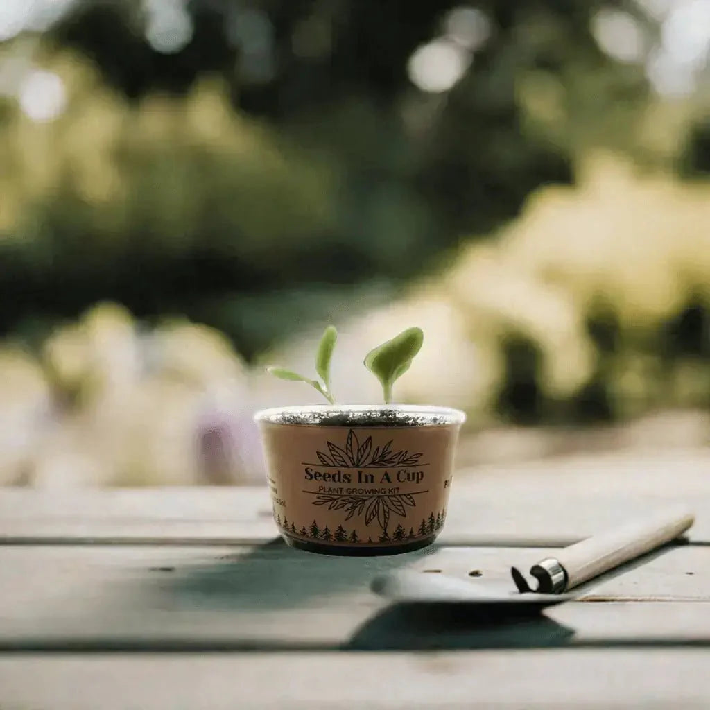 American Wisteria | Plant Seed Starter Grow Kit | Seeds In A Cup®