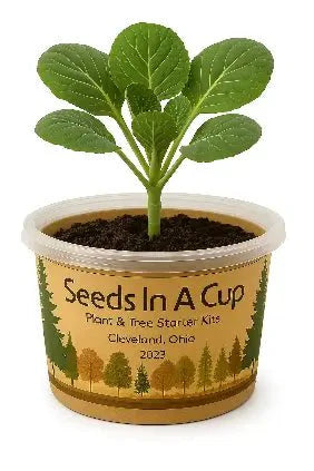 Dogwood Tree | Seed Starter Grow Kit | Seeds In A Cup®