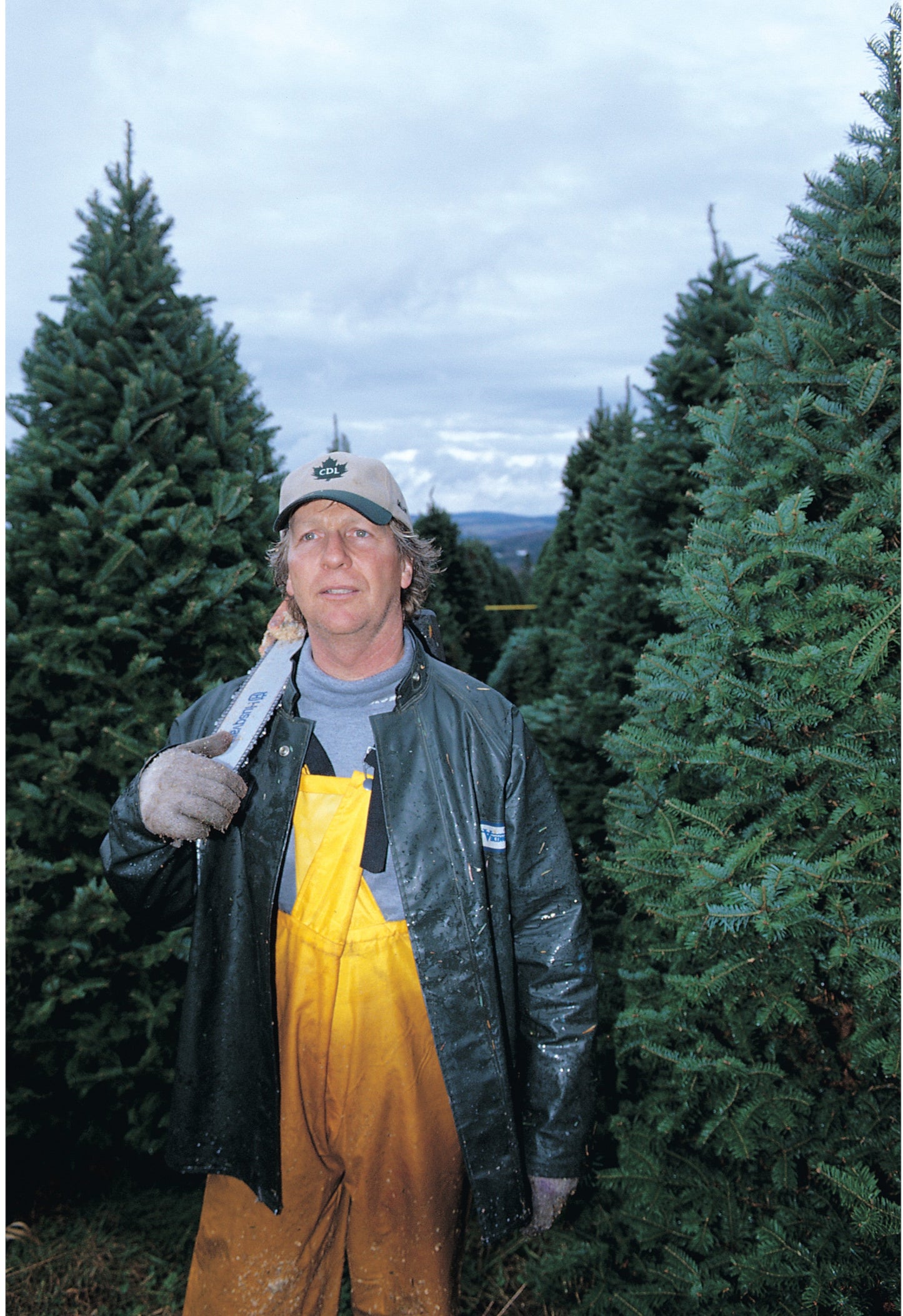 Real Christmas Trees Delivered 3 Foot Balsam Fir Tabletop Christmas Tree