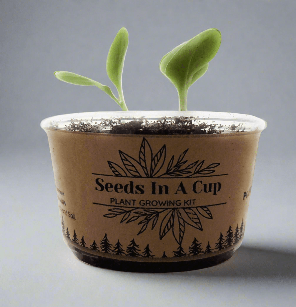 Dragon Fruit Tree | Plant Seed Starter Grow Kit | Seeds In A Cup®