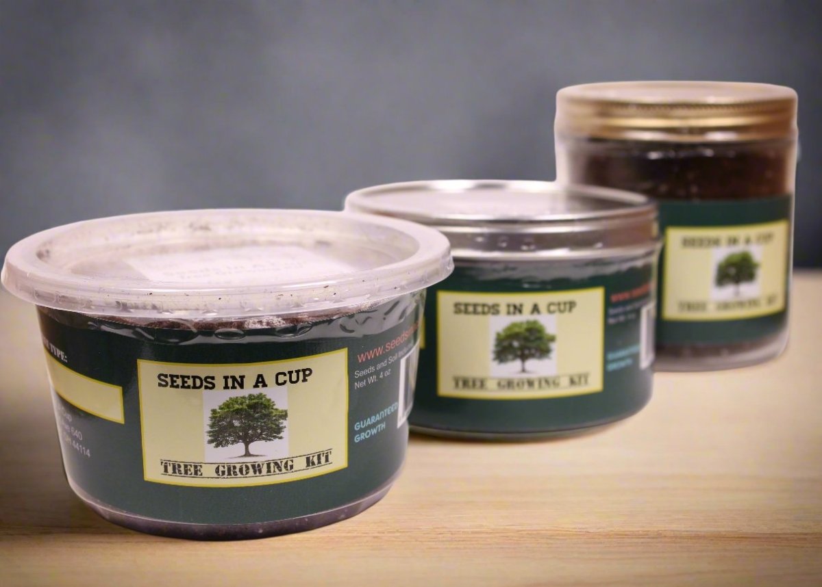 Pecan Tree | Seed Starter Grow Kit | Seeds In A Cup®