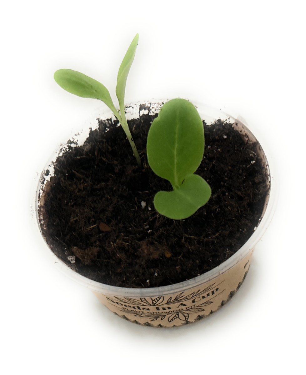 Seeds In A Cup® Original Herb Kit