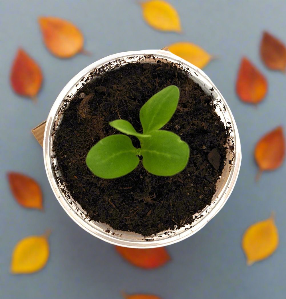 Sugar Maple Tree | Seed Starter Grow Kit | Seeds In A Cup®