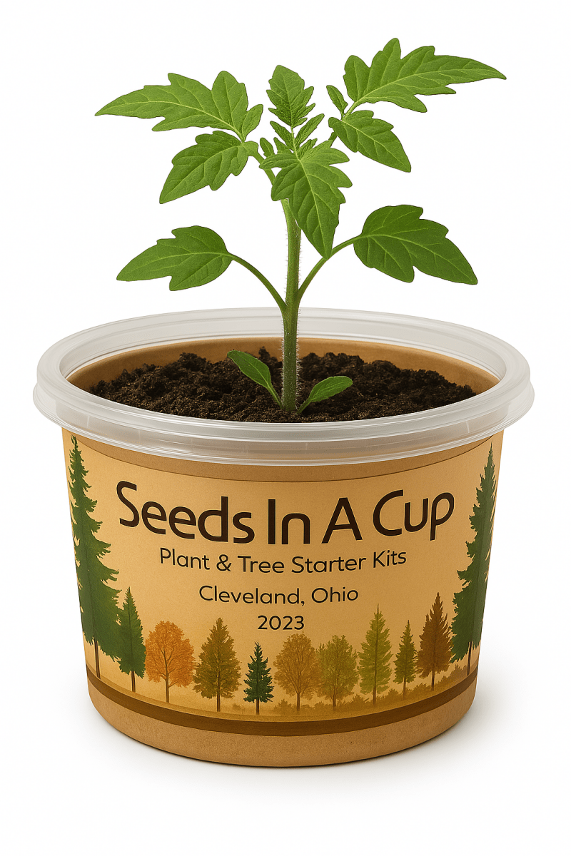 Rosemary | Plant Seed Starter Grow Kit | Seeds In A Cup®