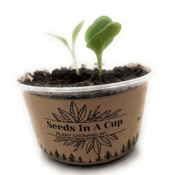 Tomato | Plant Grow from Seed Kit | Seeds In A Cup®