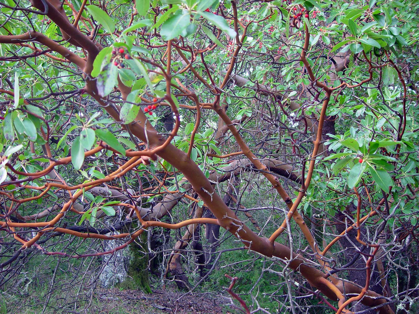 Point Reyes