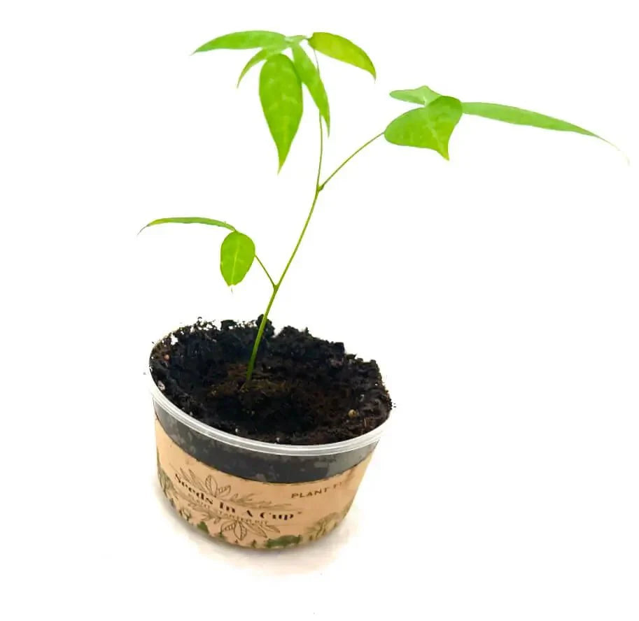 Beans | Plant Seed Starter Grow Kit | Seeds In A Cup®