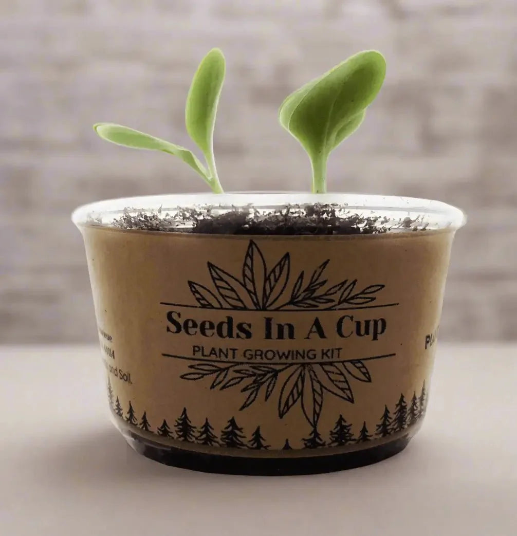Onion | Plant Seed Starter Grow Kit | Seeds In A Cup®
