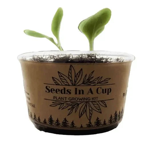 American Wisteria | Plant Seed Starter Grow Kit | Seeds In A Cup®